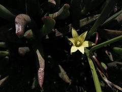 Romulea flava