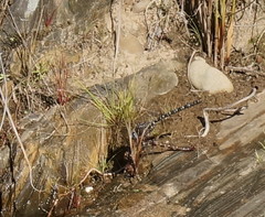 Austroaeschna inermis