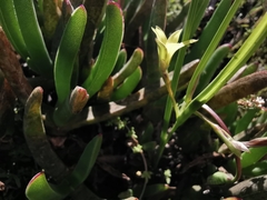 Romulea flava