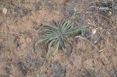 Onosma