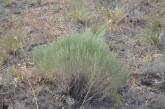Artemisia pauciflora