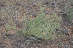 Bassia prostrata
