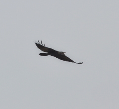 Corvus corax