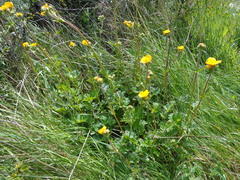 Geum magellanicum