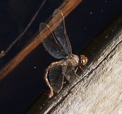 Austroaeschna unicornis