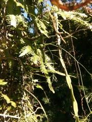 Lygodium volubile