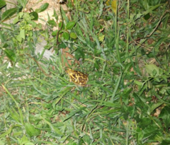 Uperodon systoma