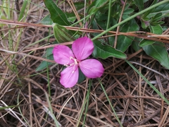 Oenothera deserticola