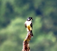 Microhierax fringillarius