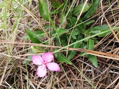 Oenothera deserticola