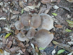 Macrocybe