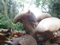 Macrocybe