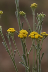 Nidorella