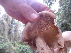 Macrocybe