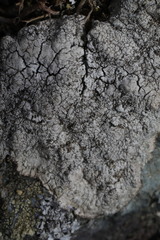 Pertusaria pseudocorallina