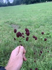 Sanguisorba officinalis