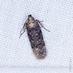 Chionodes formosella