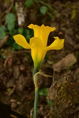 Narcissus confusus