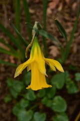 Narcissus confusus