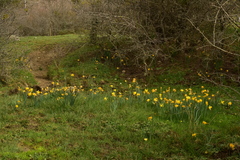 Narcissus confusus