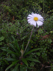 Celmisia spectabilis