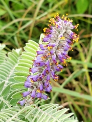 Amorpha canescens