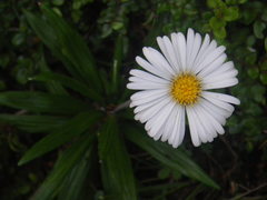 Celmisia spectabilis