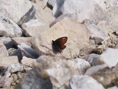 Erebia gorge