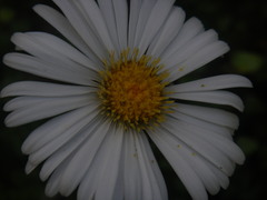 Celmisia spectabilis