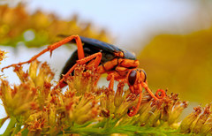 Hemipepsis tamisieri