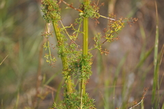 Apiaceae