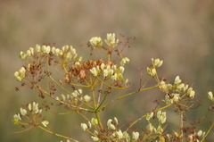 Apiaceae