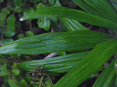 Celmisia spectabilis