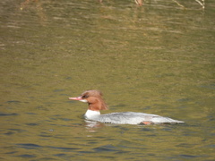 Mergus merganser