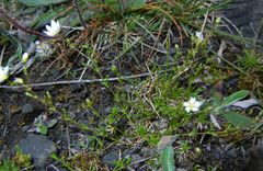 Sagina nodosa