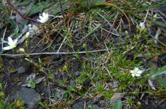 Sagina nodosa