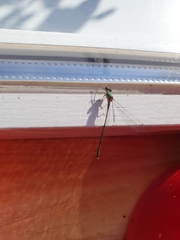 Chalcolestes viridis