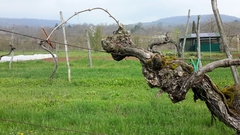 Vitis vinifera vinifera