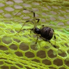 Parasteatoda tabulata