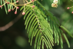 Acaciella