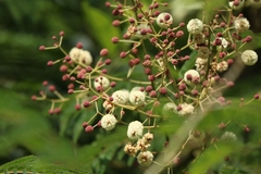 Acaciella