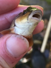 Campostoma oligolepis