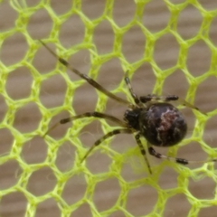 Parasteatoda tabulata