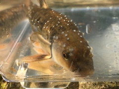 Campostoma oligolepis