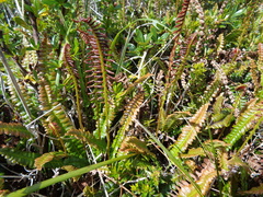 Blechnum penna-marina