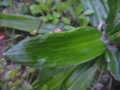 Celmisia spectabilis