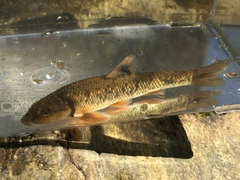 Campostoma oligolepis