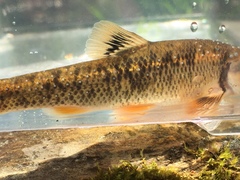 Campostoma oligolepis