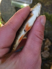 Campostoma oligolepis