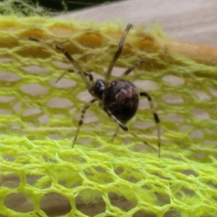 Parasteatoda tabulata